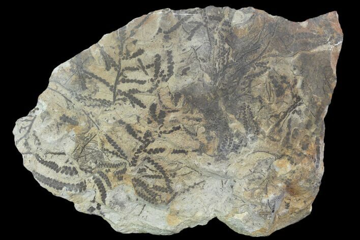 Plate Of Silurian Fossil Algae (Leveillites) - Estonia #102638